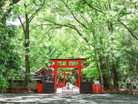 新緑の中の朱色（左京区・河合神社）