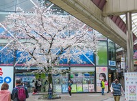 こんなところの桜の木（中京区・新京極商店街）