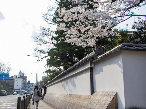 塀の向こうで咲く桜（上京区・冷泉家住宅）