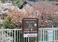 桜に彩られ（西京区・阪急嵐山駅）