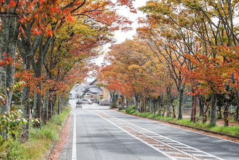 色づく街路樹（大津市・JR唐崎駅前）