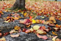 紅葉と落葉のセッション（大津市・瀬田公園）