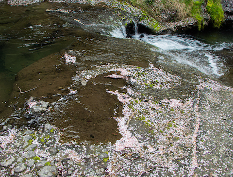 桜の花びら（甲賀市・鮎河）