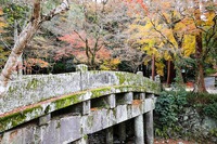 名残りのモミジ（大津市・日吉大社）