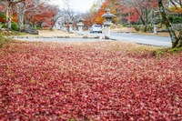 モミジ葉の絨毯（大津市・日吉大社）