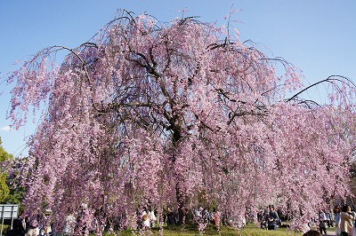 岡崎の桜♪
