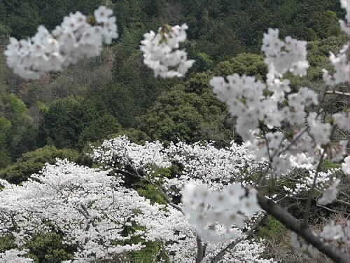 山科疎水の桜