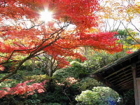 鮮やかな紅葉～大河内山荘～