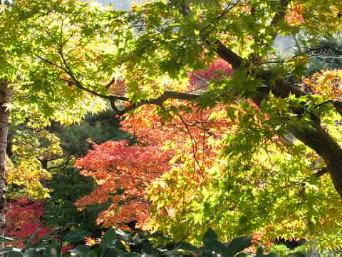 鮮やかな紅葉～大河内山荘～