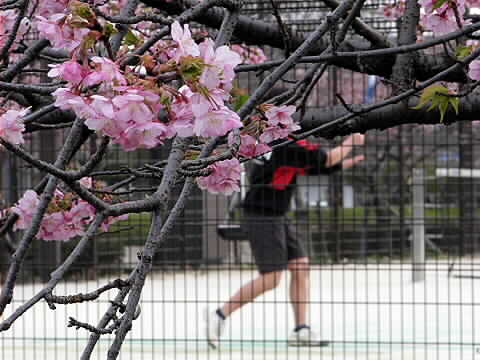 早咲きの八重桜　（滋賀守山）