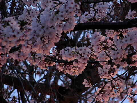 たそがれ時の桜　（円山公園）