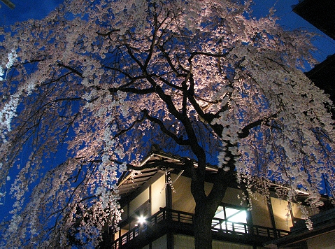三年坂の夜桜　（清水・三年坂）