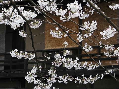 木屋町通りの優雅な桜　（高瀬川）