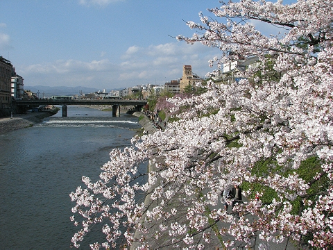 桜咲く鴨川の流れ　（鴨川）