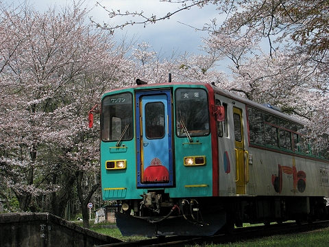 桜の中を行く　（樽見鉄道）