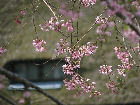山里の桜　（花背）