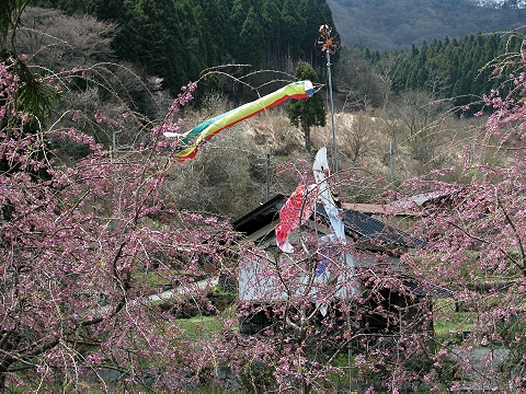 山里の桜　（花背）