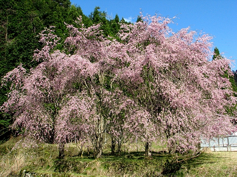 山間に咲く桜　（京北）