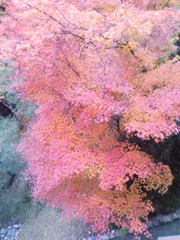 紅葉狩り