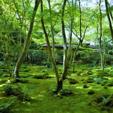 ≪　薫風の新緑お写んぽ　≫　－ 過去写真より新緑めぐりへ －