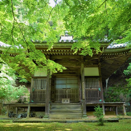 ≪　薫風の新緑お写んぽ　≫　－ 過去写真より新緑めぐりへ －