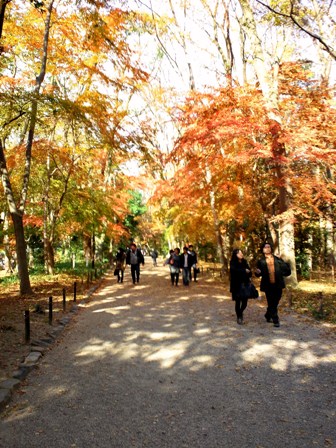 ≪　紅葉が彩る糺の森　≫　in　下鴨神社