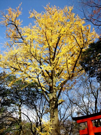≪　紅葉が彩る糺の森　≫　in　下鴨神社