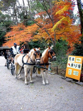 ≪　紅葉が彩る糺の森　≫　in　下鴨神社