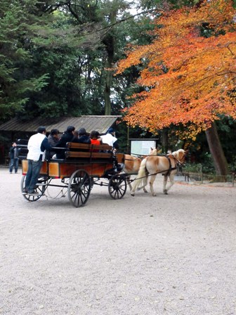 ≪　紅葉が彩る糺の森　≫　in　下鴨神社