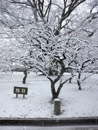 ≪　寒さに耐えて･･･　≫　in　京都御苑 ・ 梅林