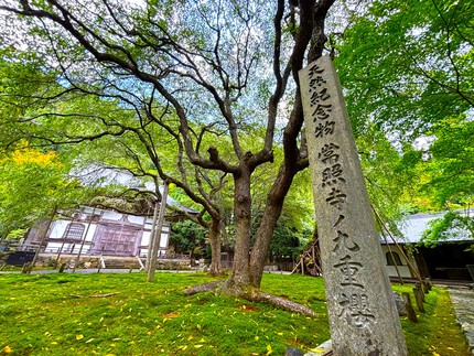 常照皇寺