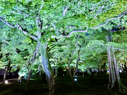 史上初開催！　≪　東福寺　/　青もみじ夜間ライトアップ特別拝観　≫