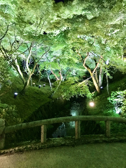 史上初開催！　≪　東福寺　/　青もみじ夜間ライトアップ特別拝観　≫