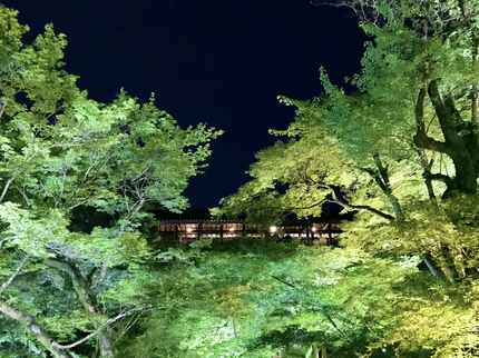 史上初開催！　≪　東福寺　/　青もみじ夜間ライトアップ特別拝観　≫