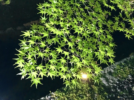 史上初開催！　≪　東福寺　/　青もみじ夜間ライトアップ特別拝観　≫
