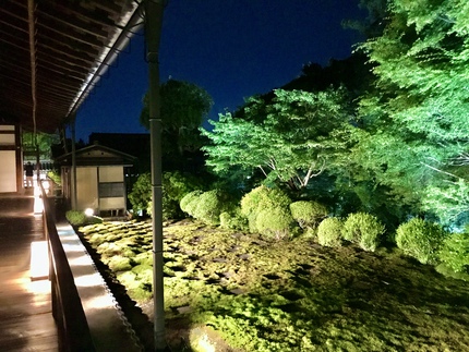 史上初開催！　≪　東福寺　/　青もみじ夜間ライトアップ特別拝観　≫