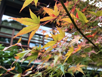 ≪　いよいよ・・・、紅葉！　≫　らくたび京町家