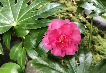 ≪　いよいよ・・・、紅葉！　≫　らくたび京町家