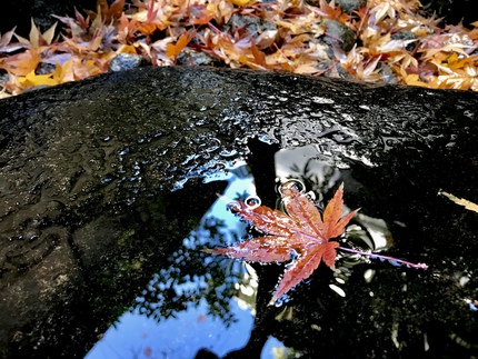≪　雪景色 と 散り紅葉　≫