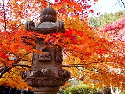 ≪　京都の紅葉、真っ盛り　≫　in　金蔵寺