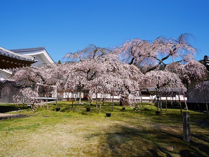 ≪　早咲きの桜、満開です！　≫　in　醍醐寺・霊宝館