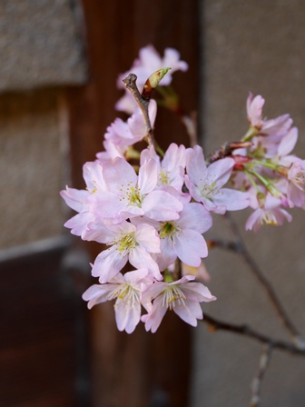 ≪　京町家にも、桜が咲く～♪　≫　in　らくたび京町家