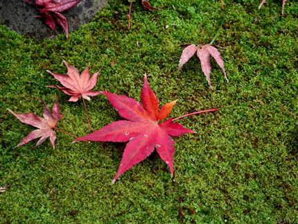 ≪　散り紅葉　≫　in　らくたび京町家