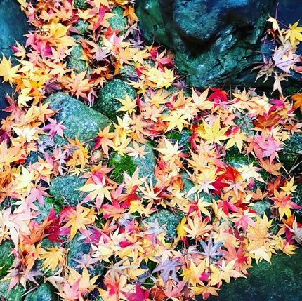 12/19（木）　≪　散り紅葉　≫　らくたび京町家