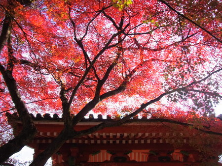 京都の四季の風景を書斎に入れています。