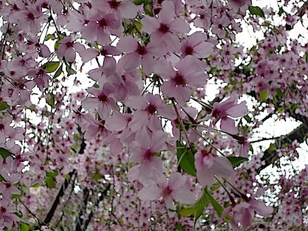 六角堂の御幸桜