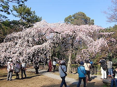 御苑の糸桜