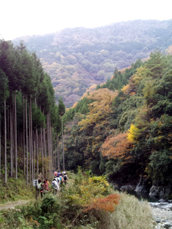 11月23日（水・祝）紅葉の高雄から清滝渓谷へ。川床で京料理