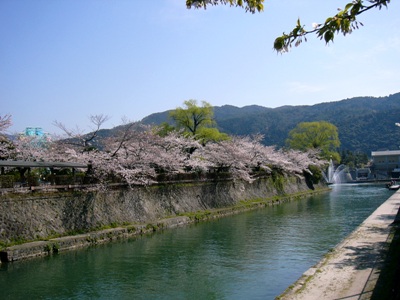 桜、桜、桜。
