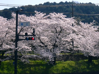 桜、桜、桜。